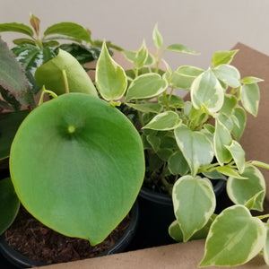 Houseplant Mystery Box