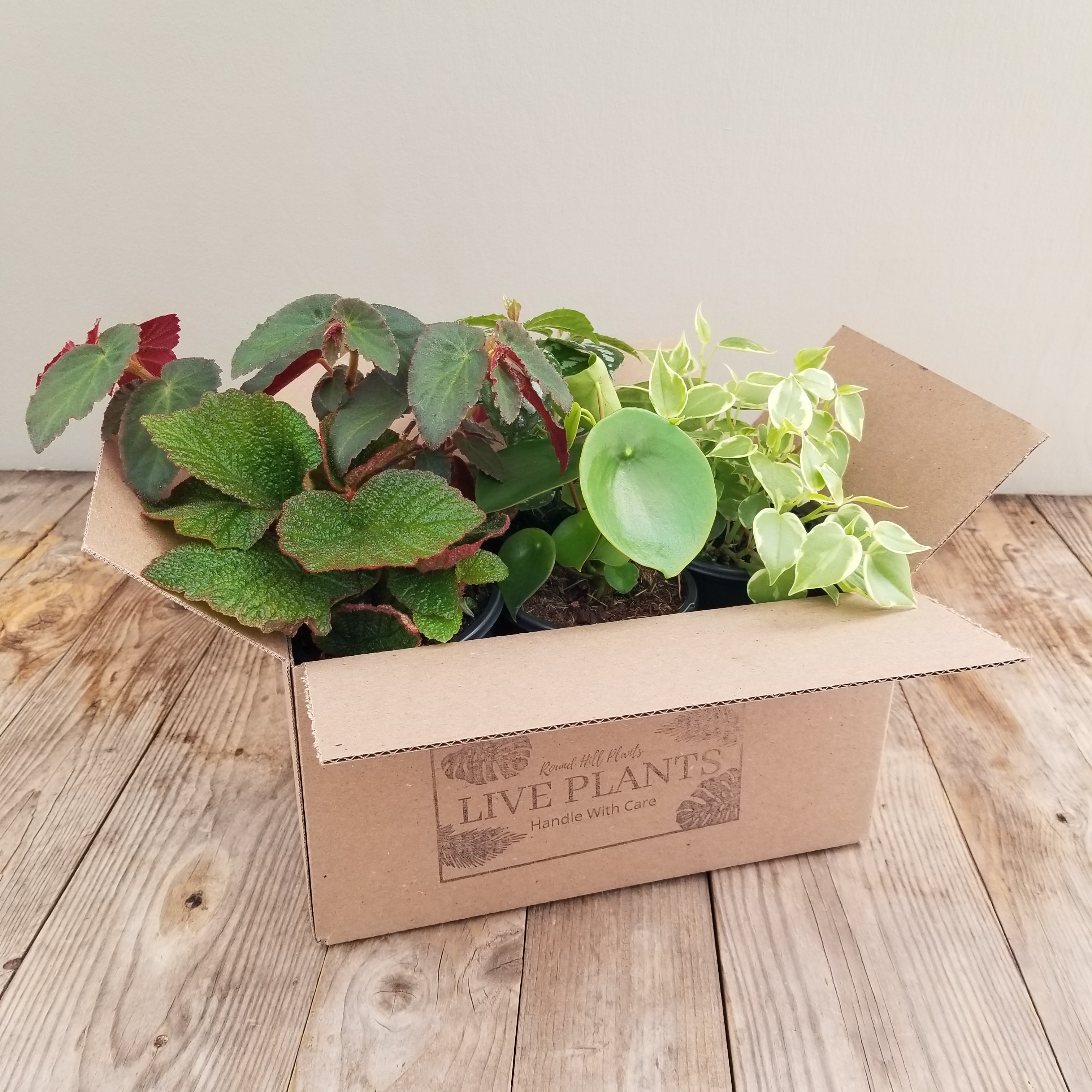 Houseplant Mystery Box